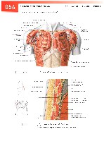 Sobotta  Atlas of Human Anatomy  Trunk, Viscera,Lower Limb Volume2 2006, page 61